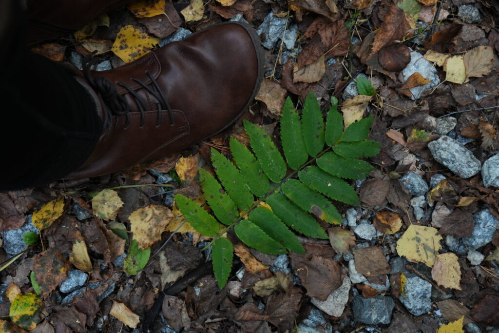 QUINTIC Winter Vegan Nut minimal barfuss schuhe vegan leichter schuh in herbstlaub daneben ein grüner farn 